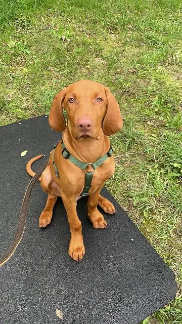 Jagdhunde und jagende Hunde